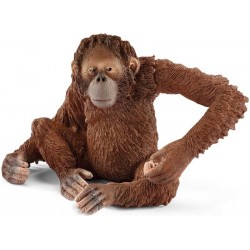 Orangután Hembra