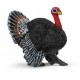 Pavo